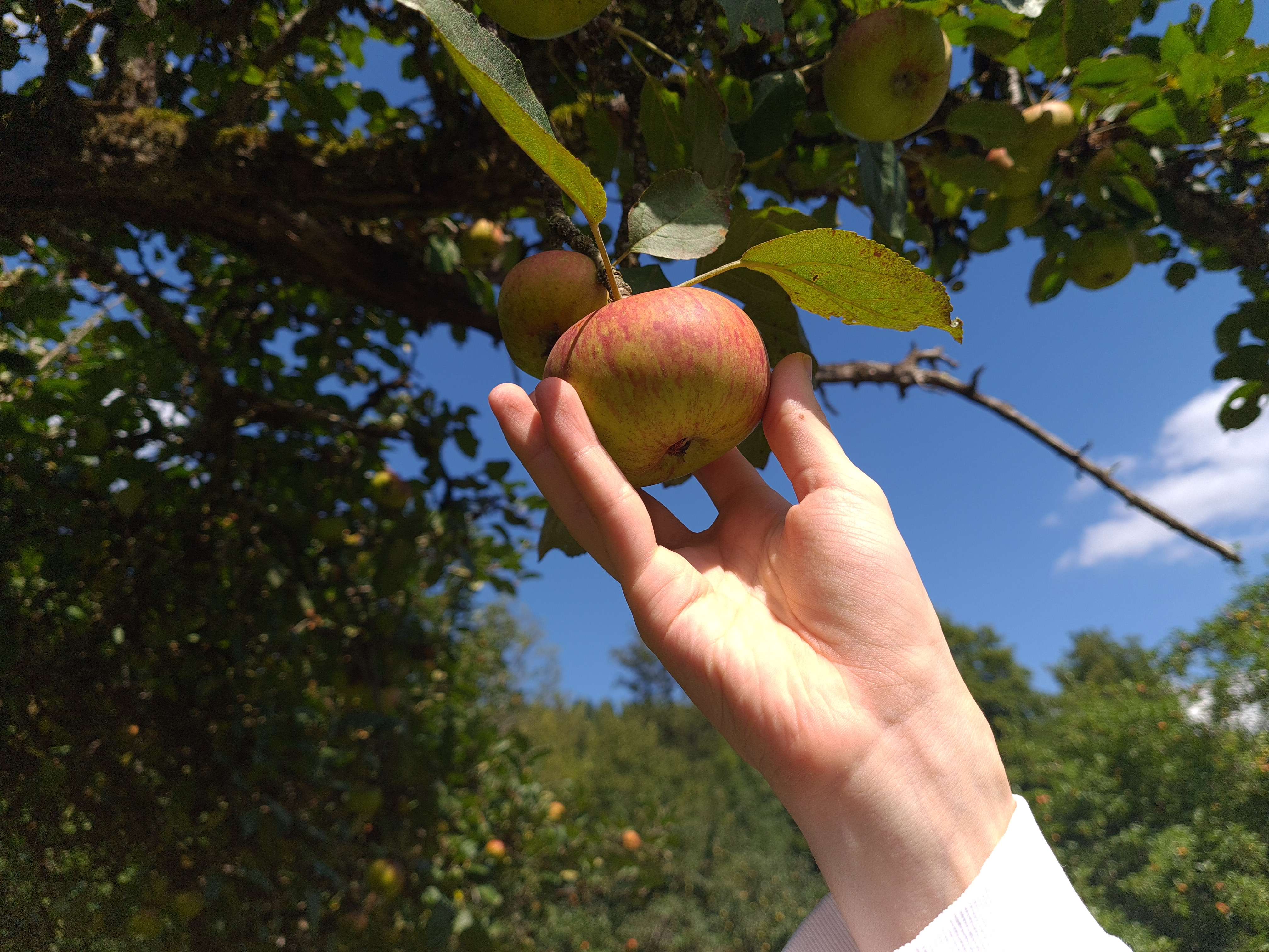 Äpfel selbst pflücken bei Apfelina in Murrhardt