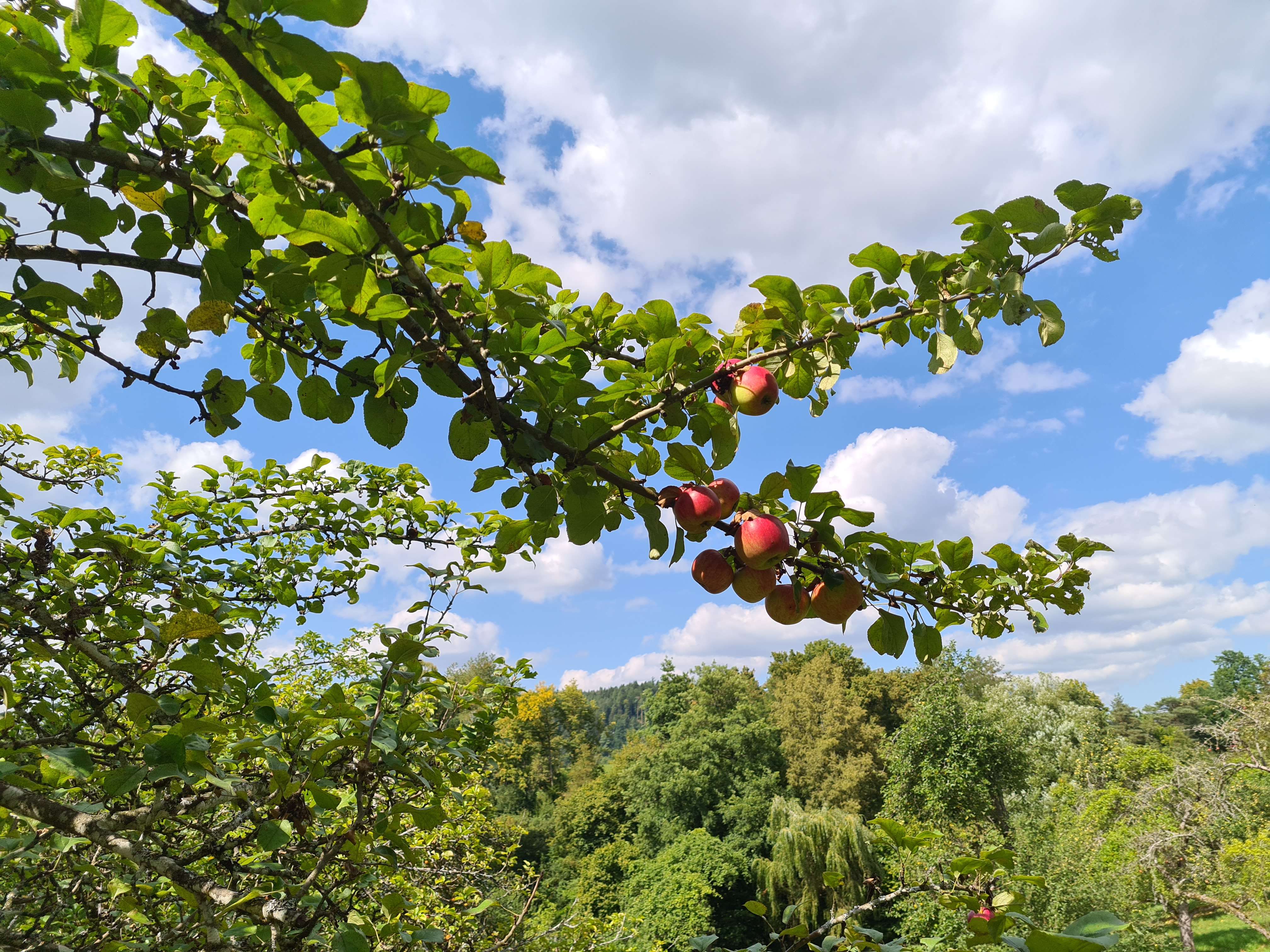 Streuobstwiese mit Bio-Äpfeln in Murrhardt