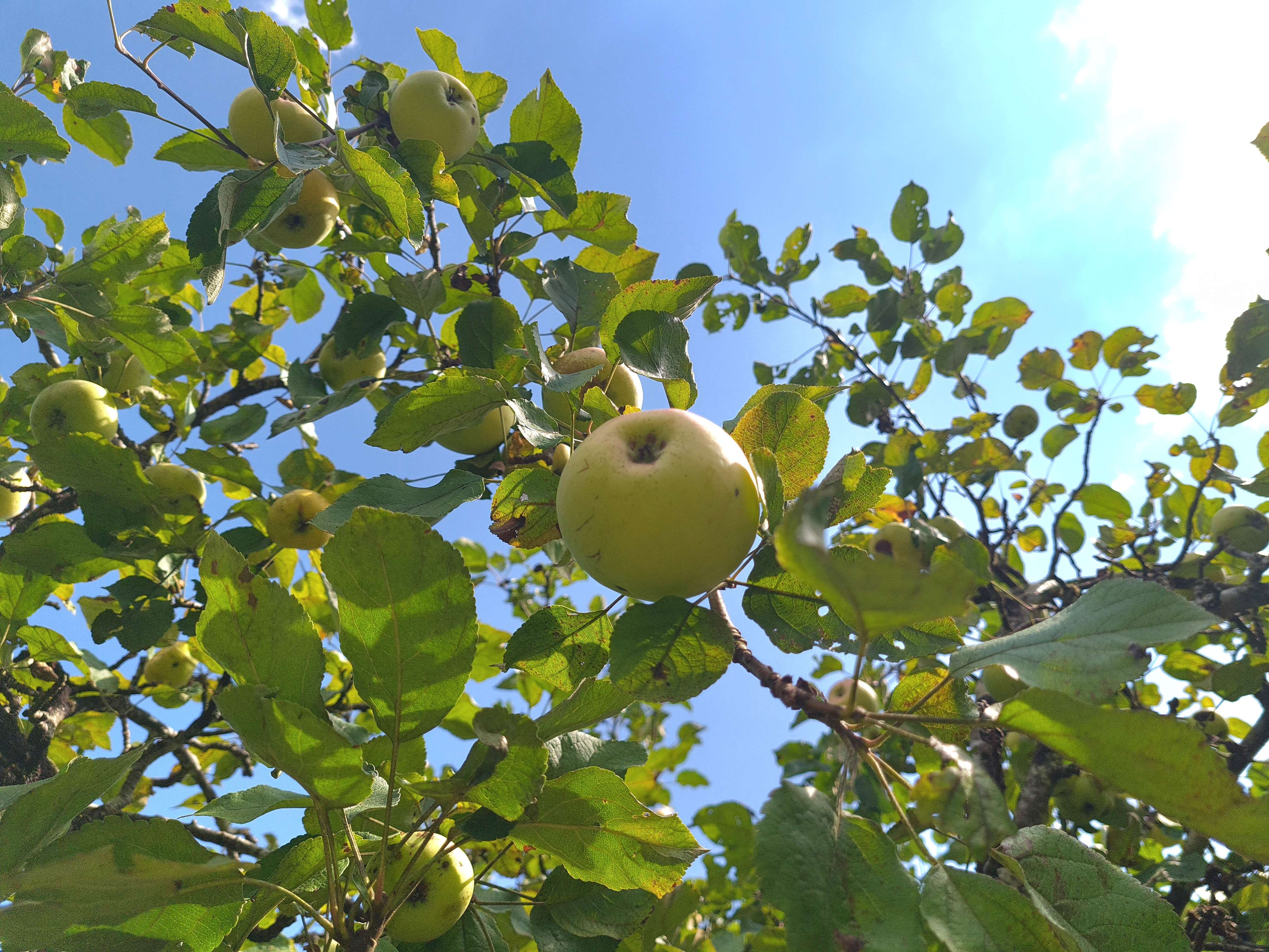 Streuobstwiese zum Äpfel selbst pflücken in Murrhardt